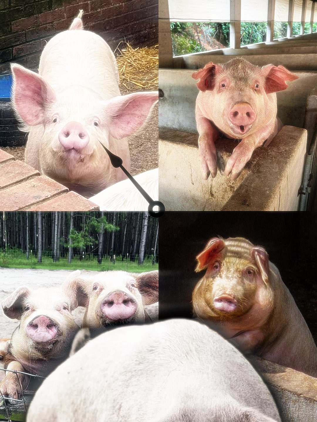 @биг свин🐖