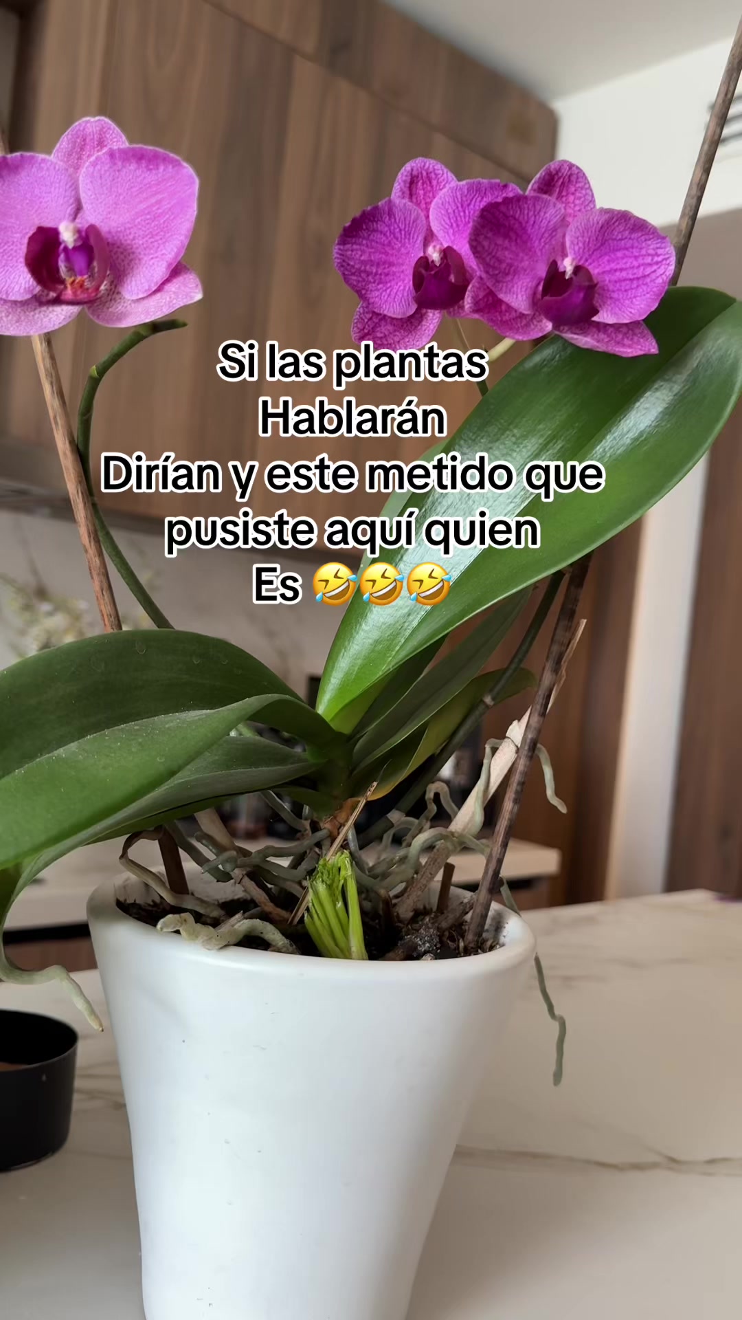 @Eliblue🇺🇸🇭🇳