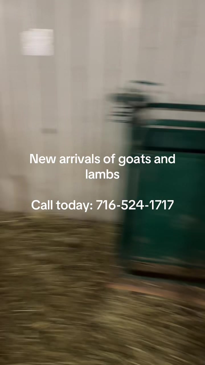 @Al Noor Farm, Lewiston N.Y.