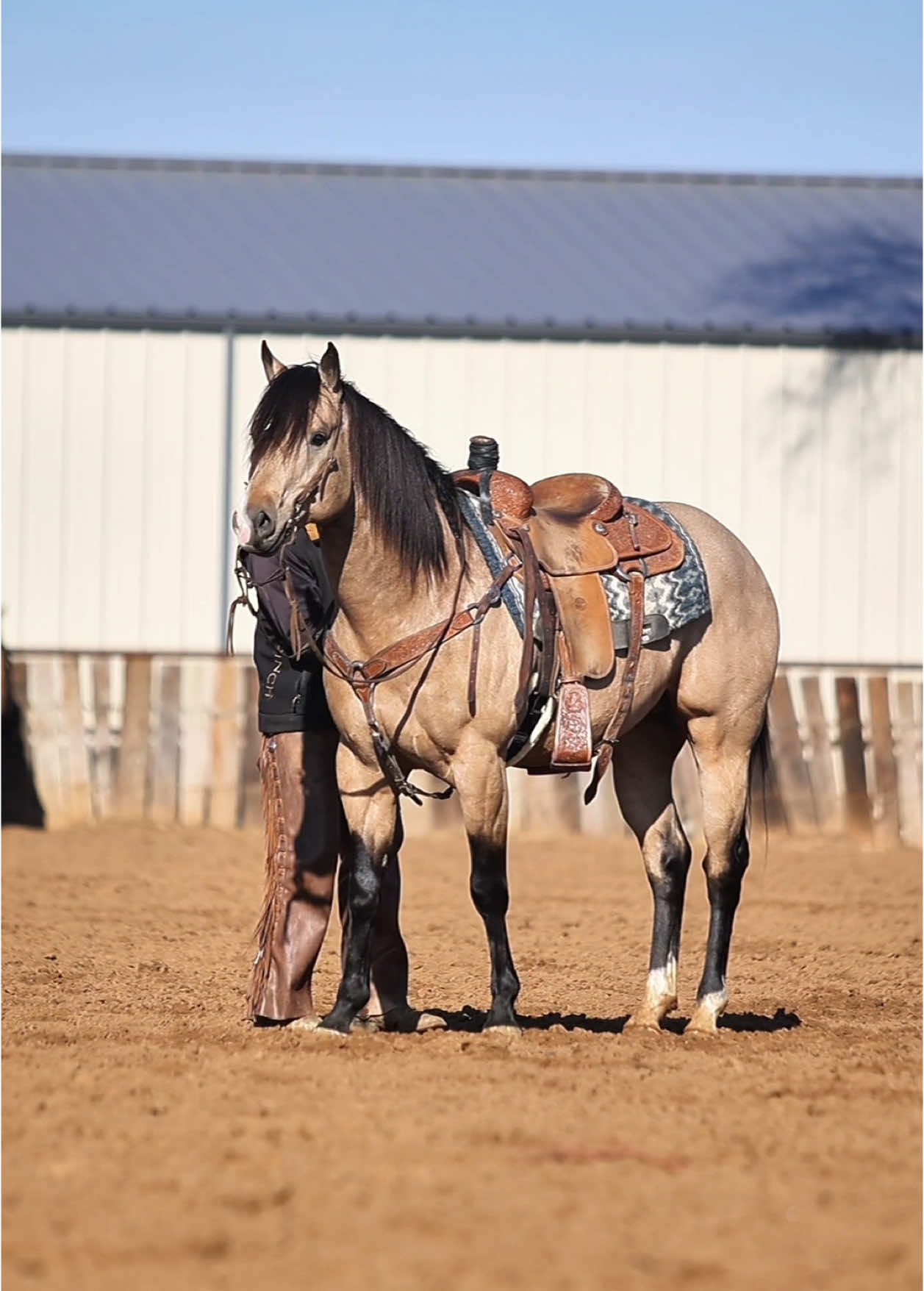 @Spickelmier Performance Horses