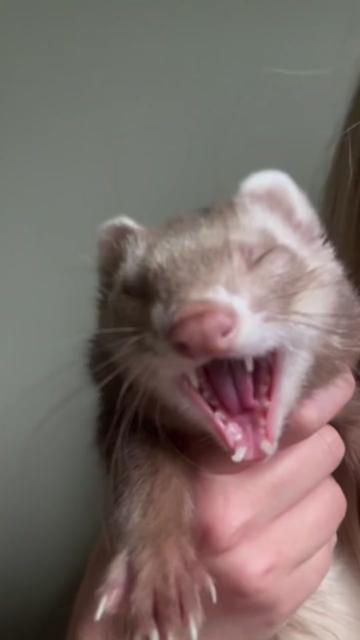 @Little star ferrets