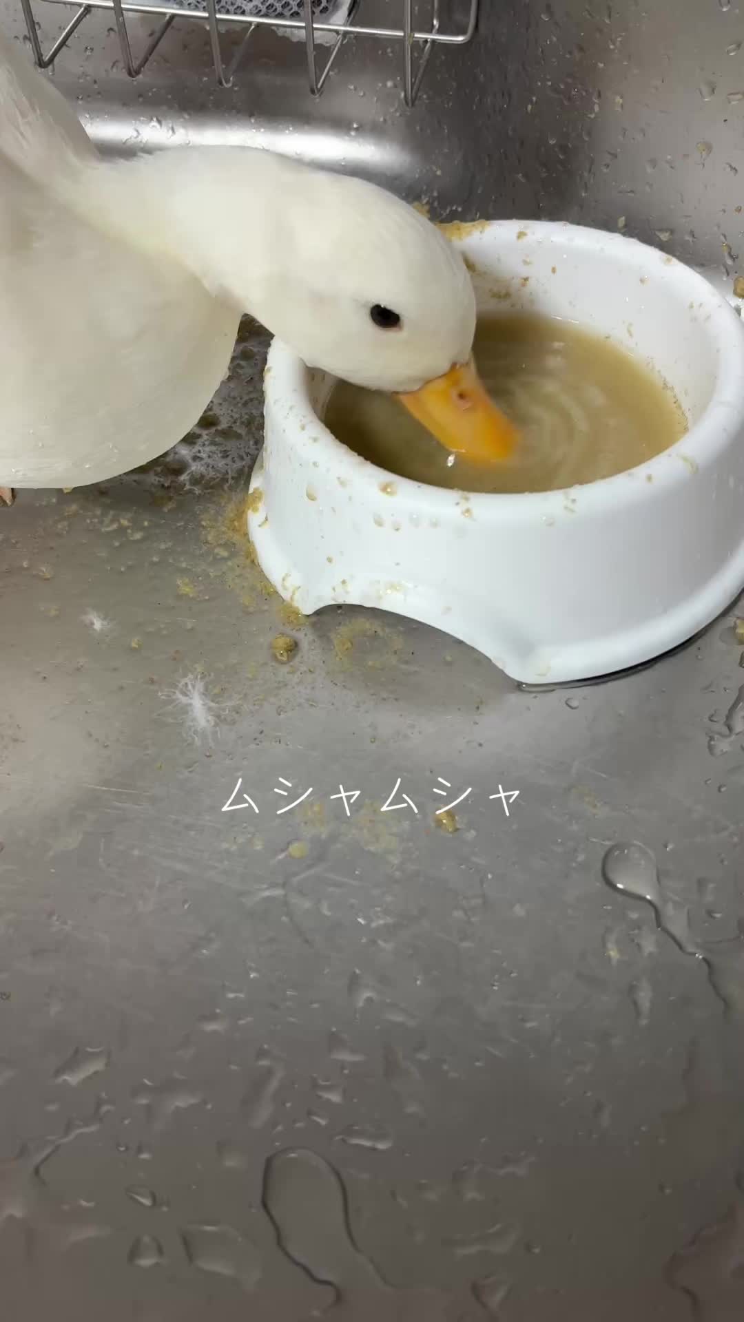 @モッチャン