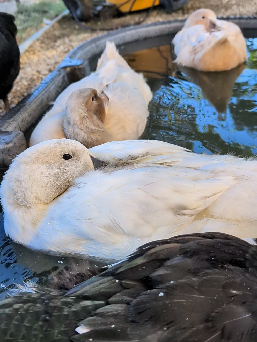 @Mother Duckers Homestead