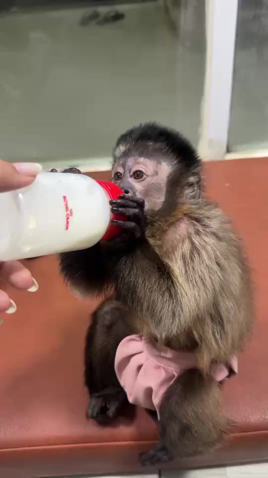 @Gutjang Capuchin
