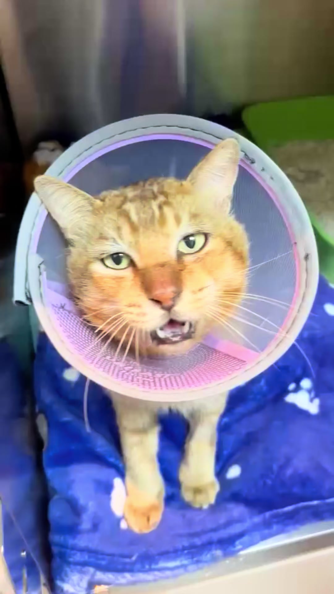 @aria_cats_rescue
