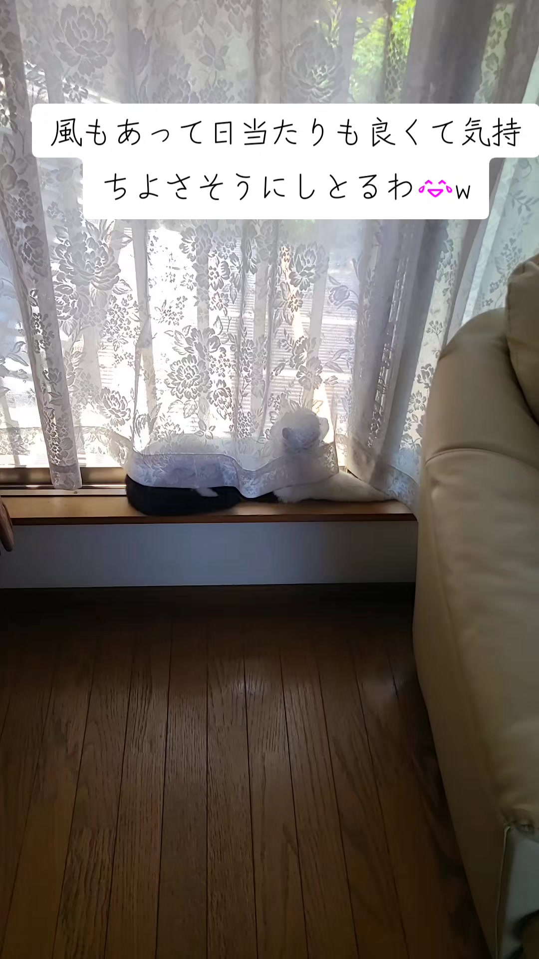 @わんわんニャンニャン🐱🐶