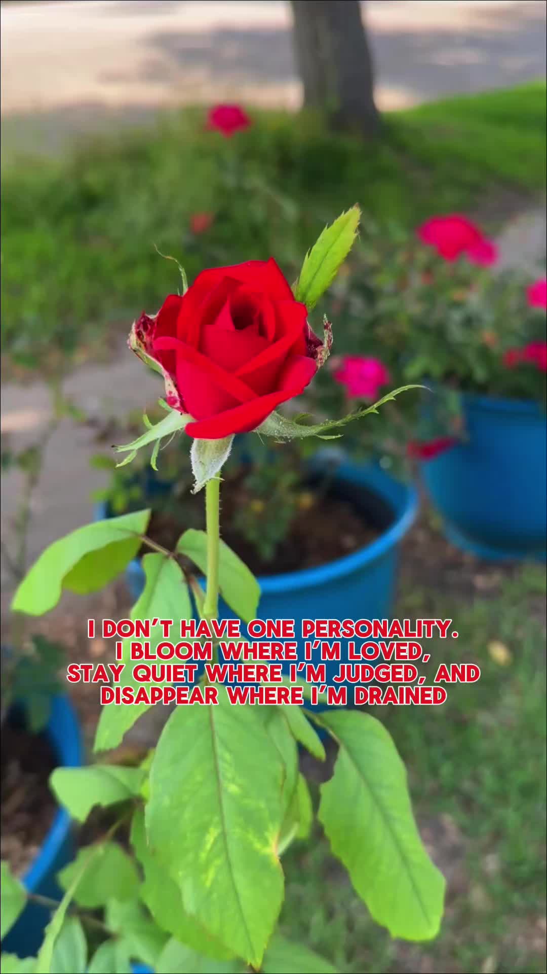 @🌺Roni💜🦋🪷