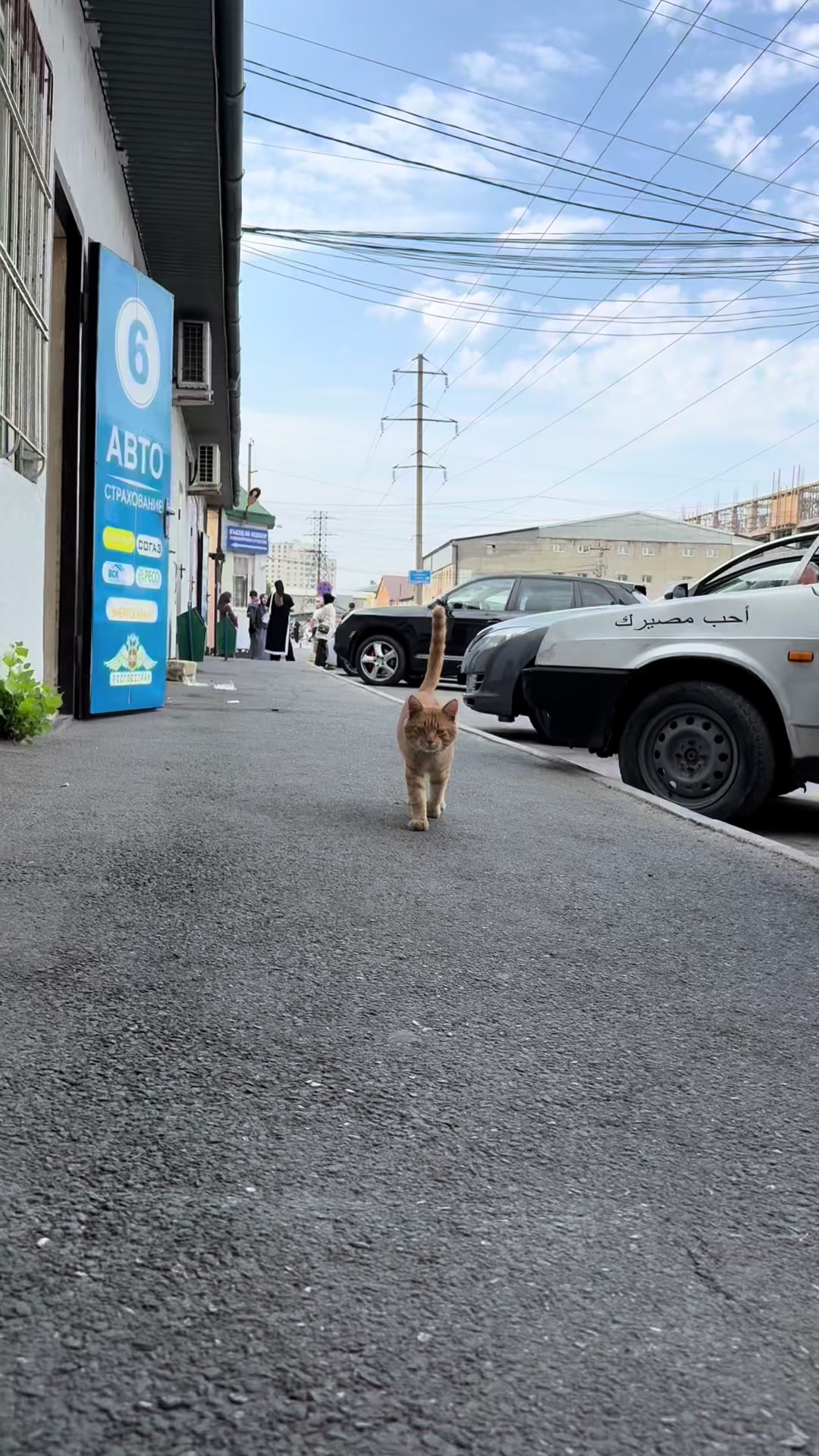 @Ahi
