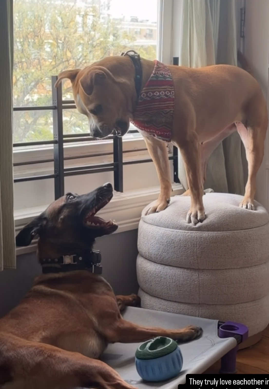 @dogstrainjen