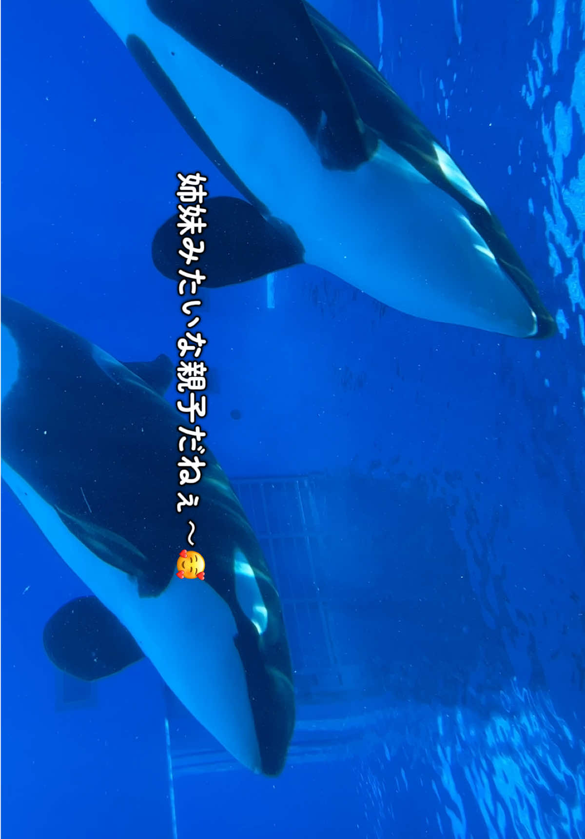 @️🫍シャチが癒し️🌈️️🫧