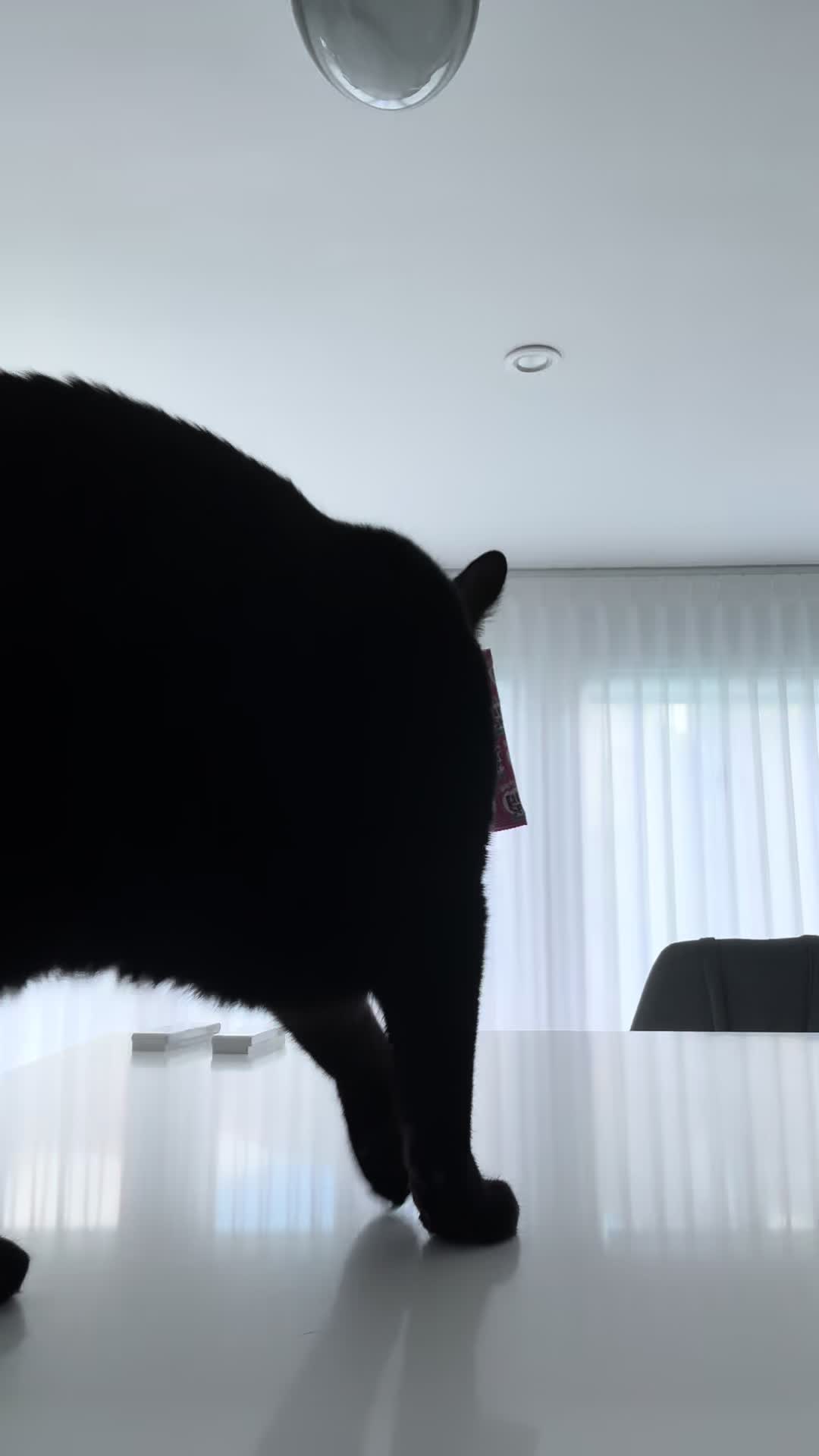 @Oscar&ensp;Jeremy&ensp;the&ensp;cat!
