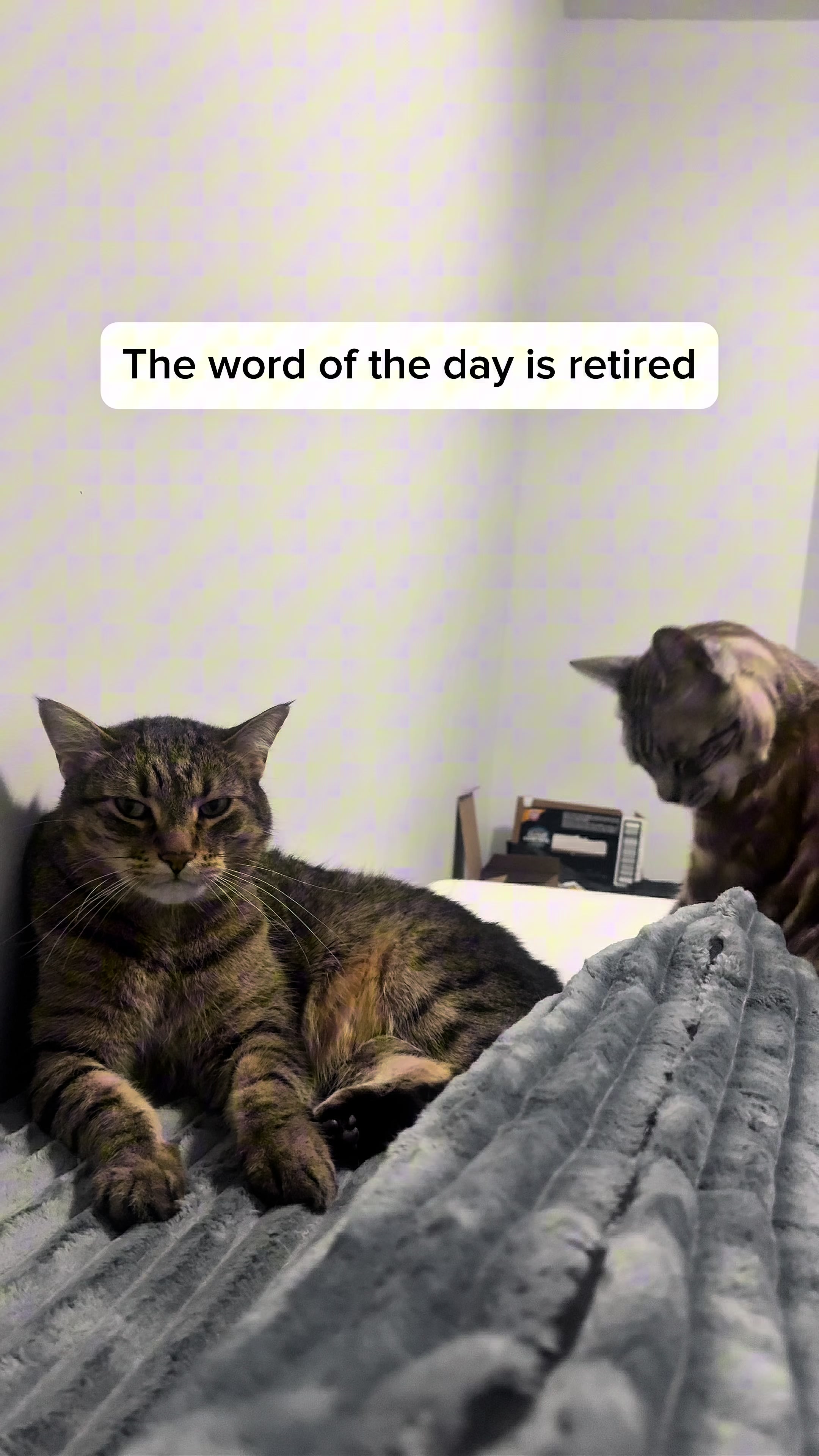 @Three Nawty Cats