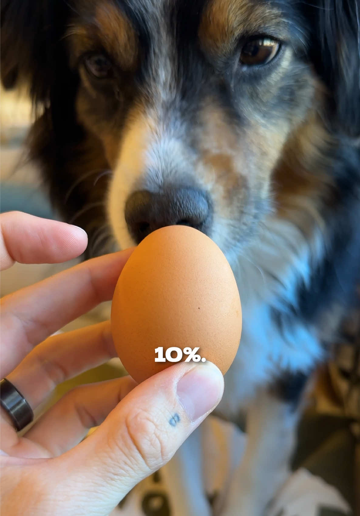 @The BK Pets - Dog Food Tips