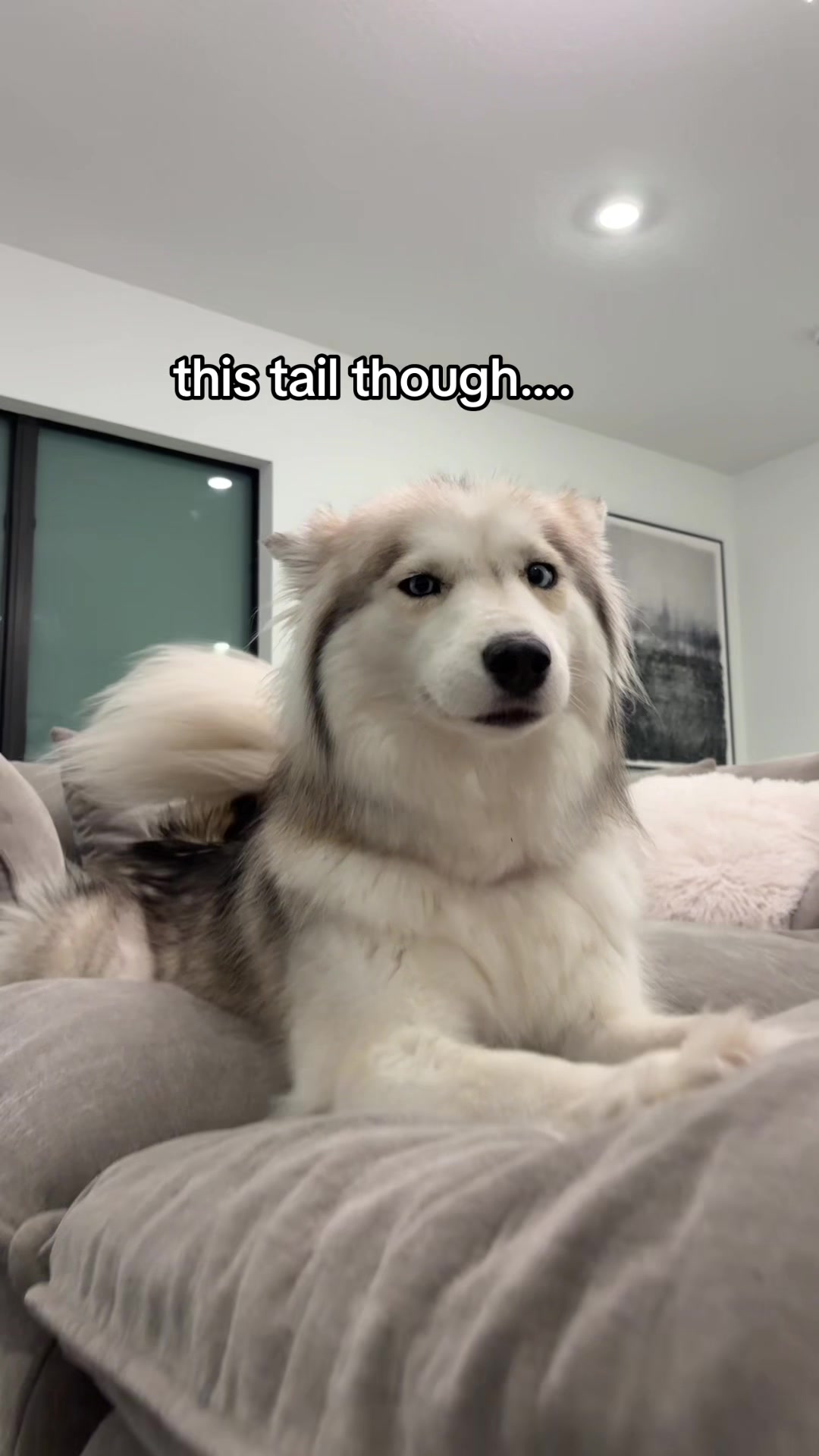 @lifewith2huskies
