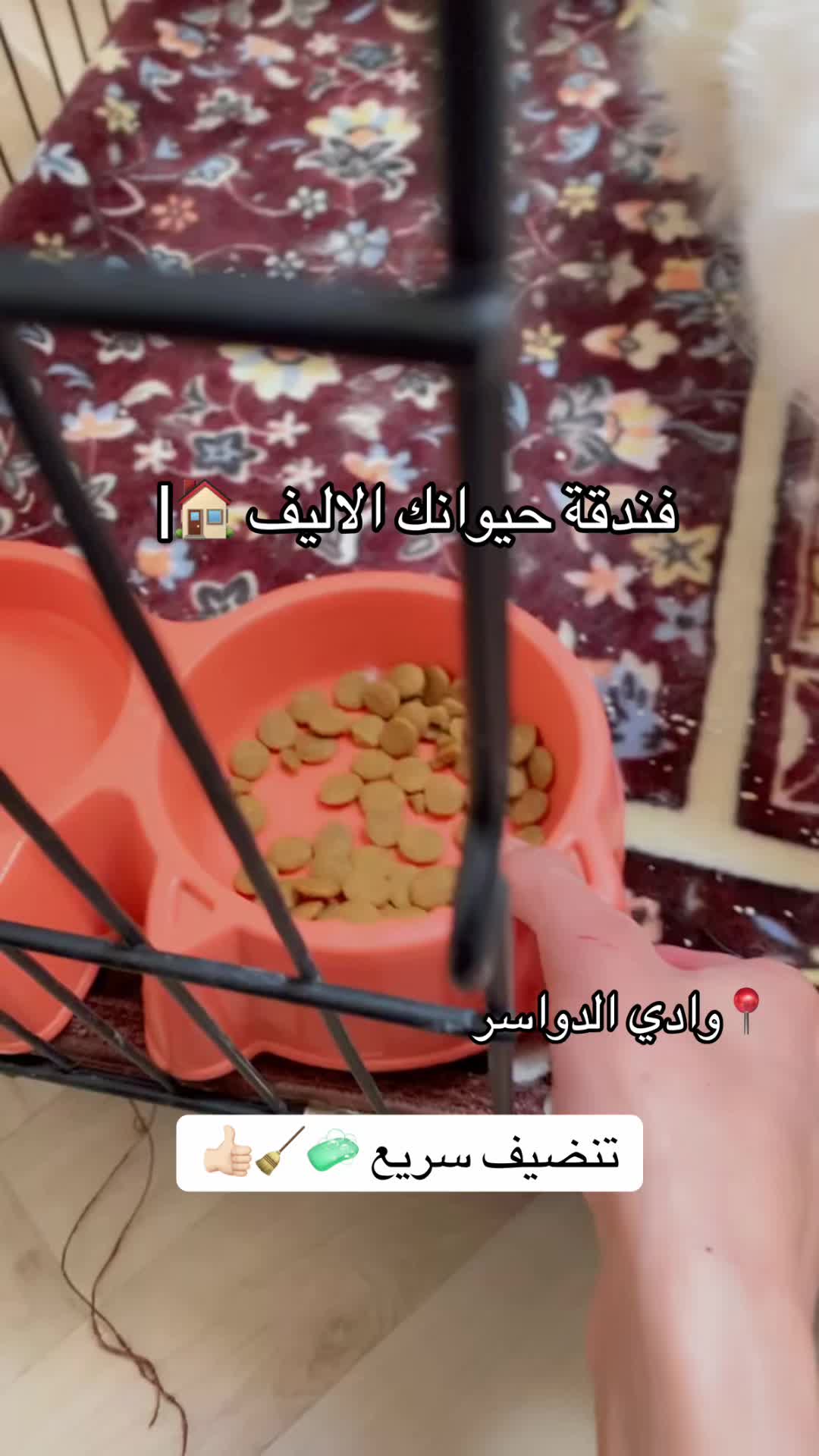 @فندقة وادي الدواسر | طيور وقطط
