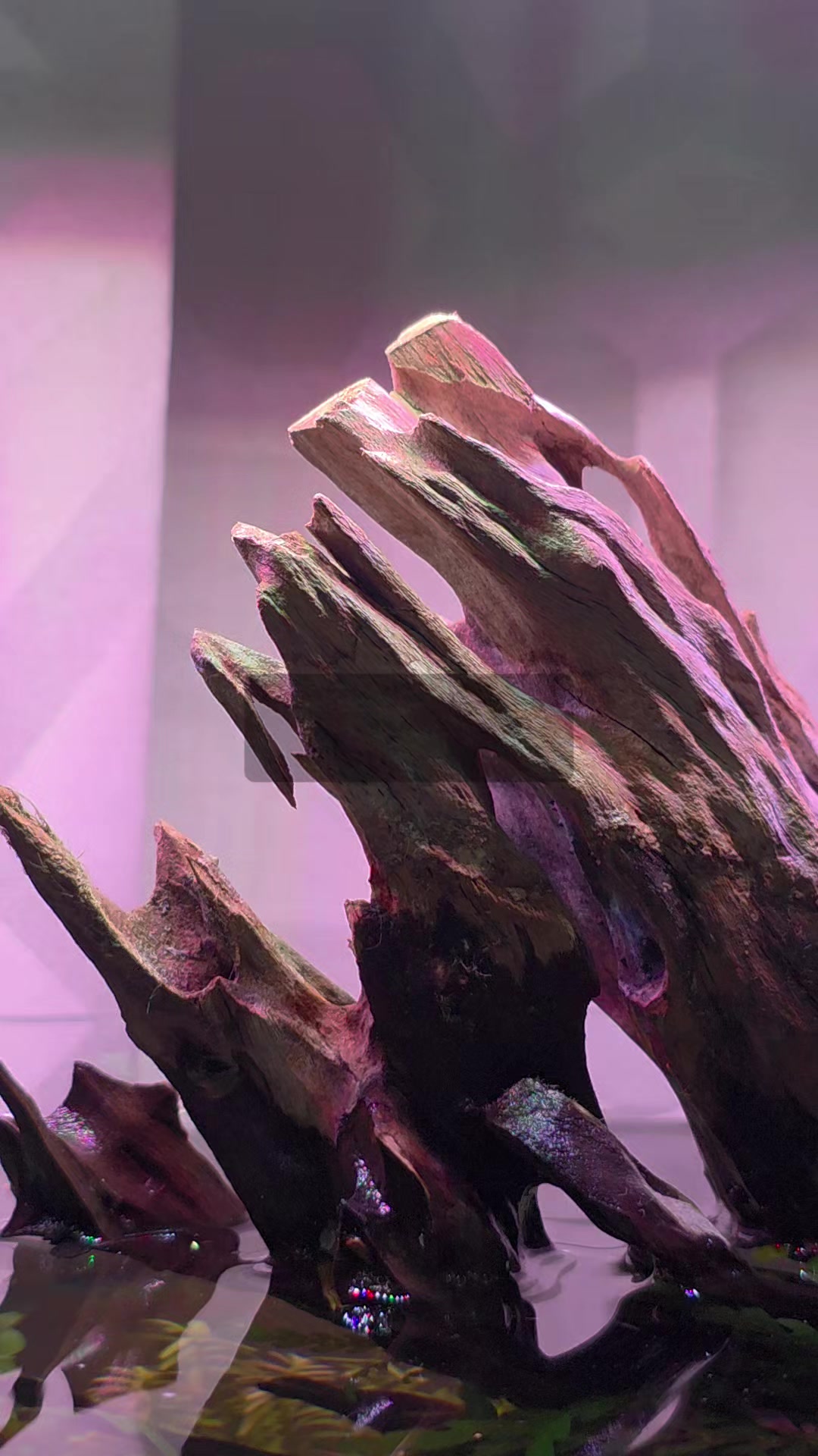 @Ace Aquascape