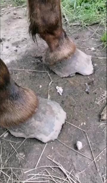 @КК "Фриз"🏇