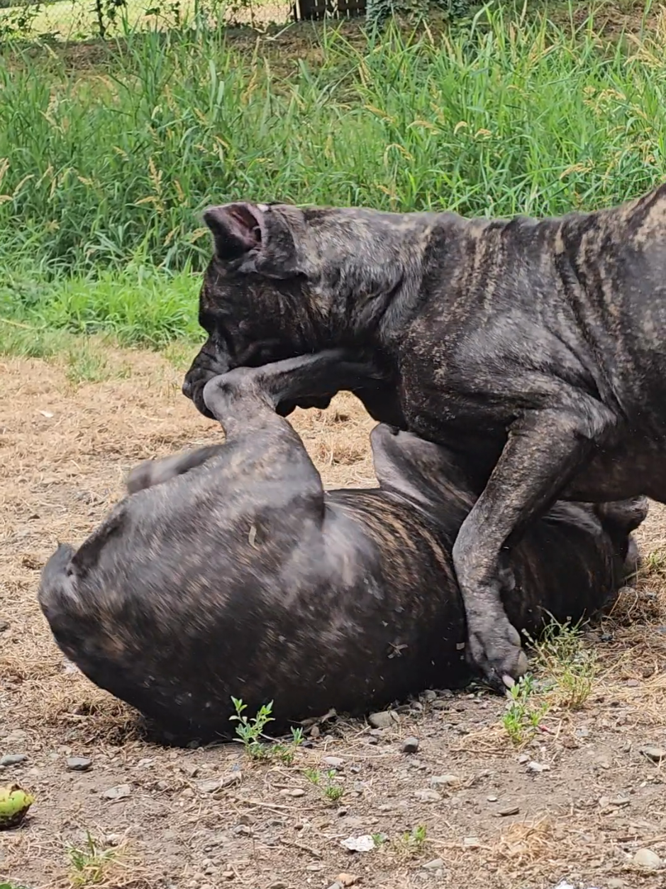 @SalmonCreekCaneCorso