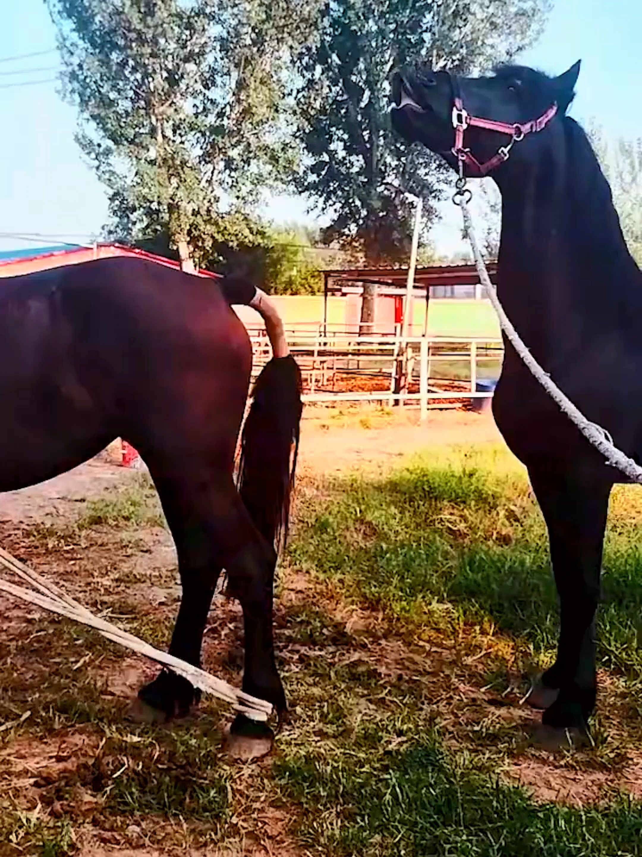 @horselife015