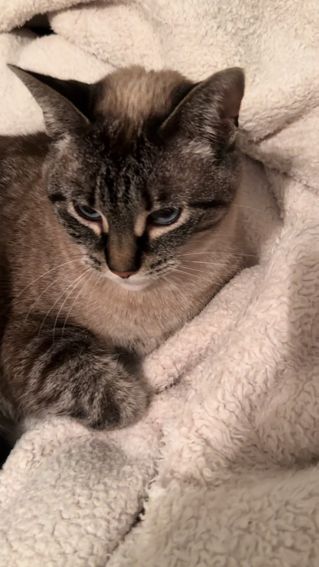 @PepperTheCat