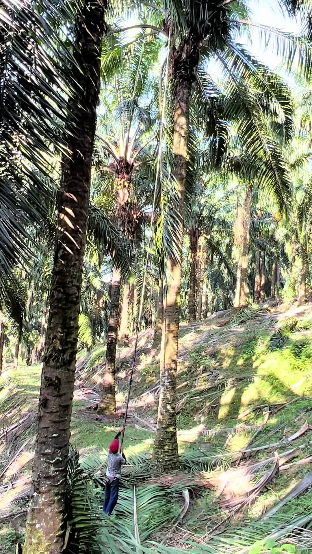 @Harry palm oil