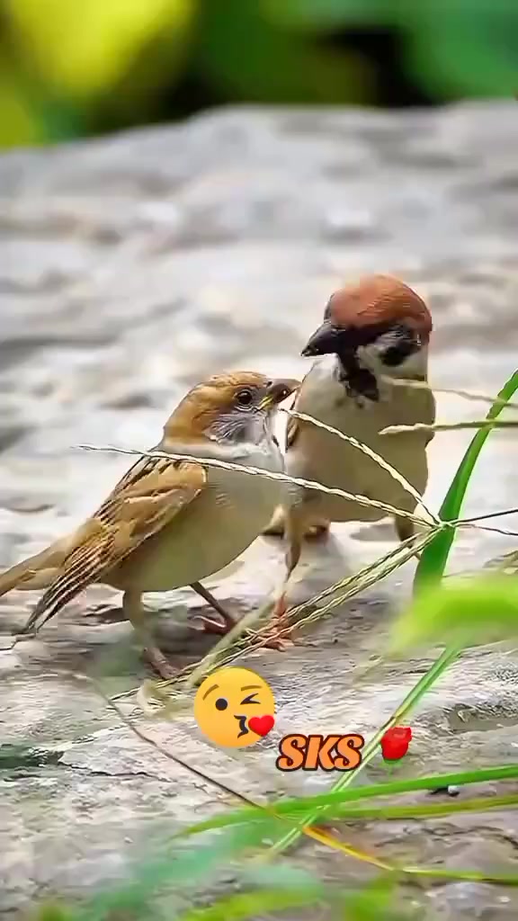 @🌹🙏SK󾓫🙏🌹