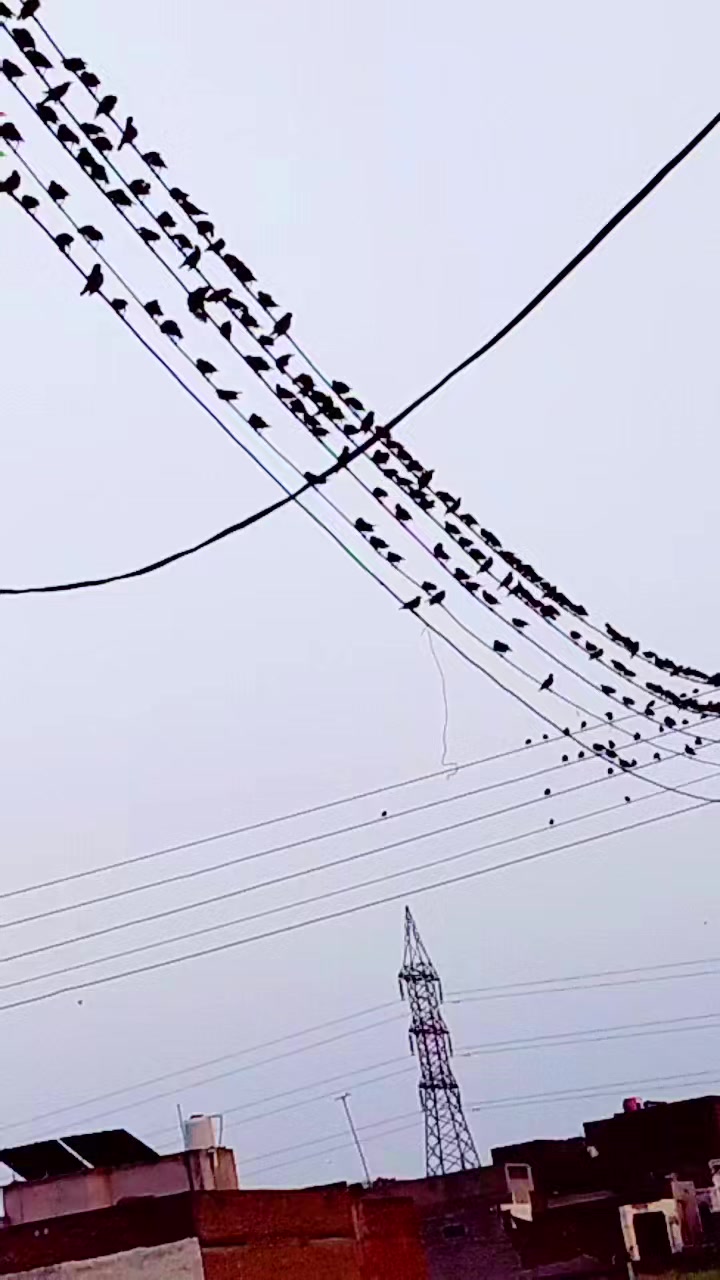 @qasirnaar786