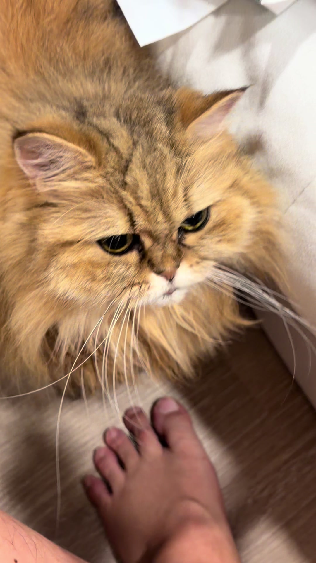 @🦷 Beboo the cat