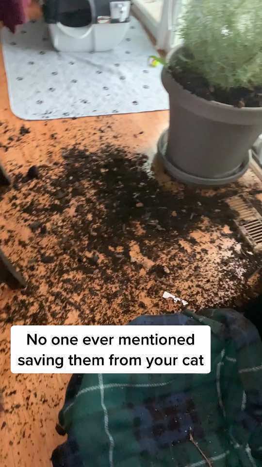 @Atlas the Cat