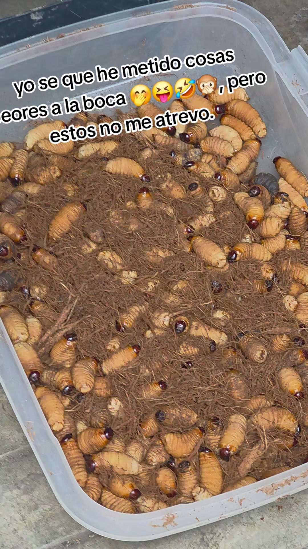 @DRA.CUMBIAMBERA