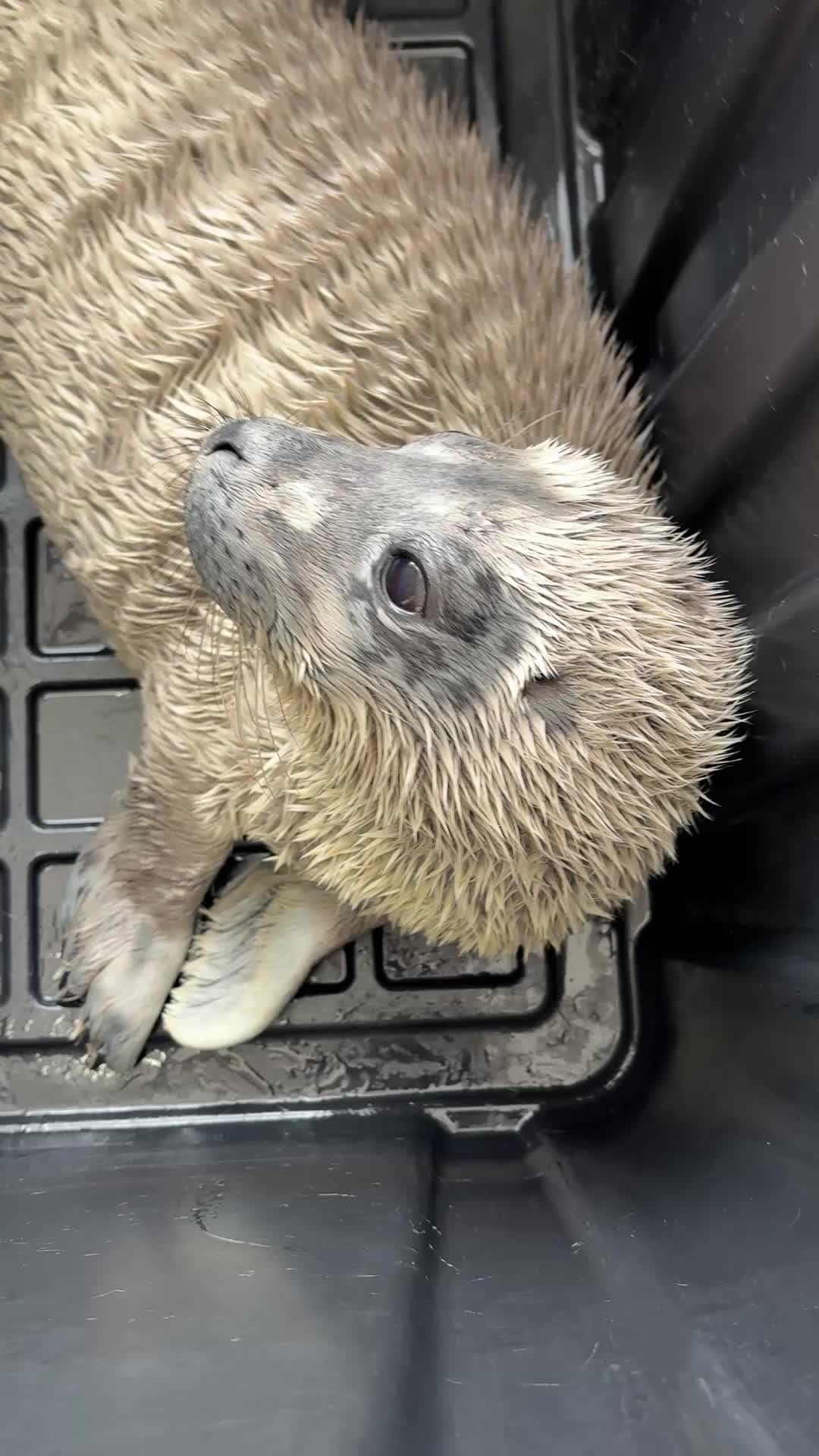 @Marine Mammal Rescue Society