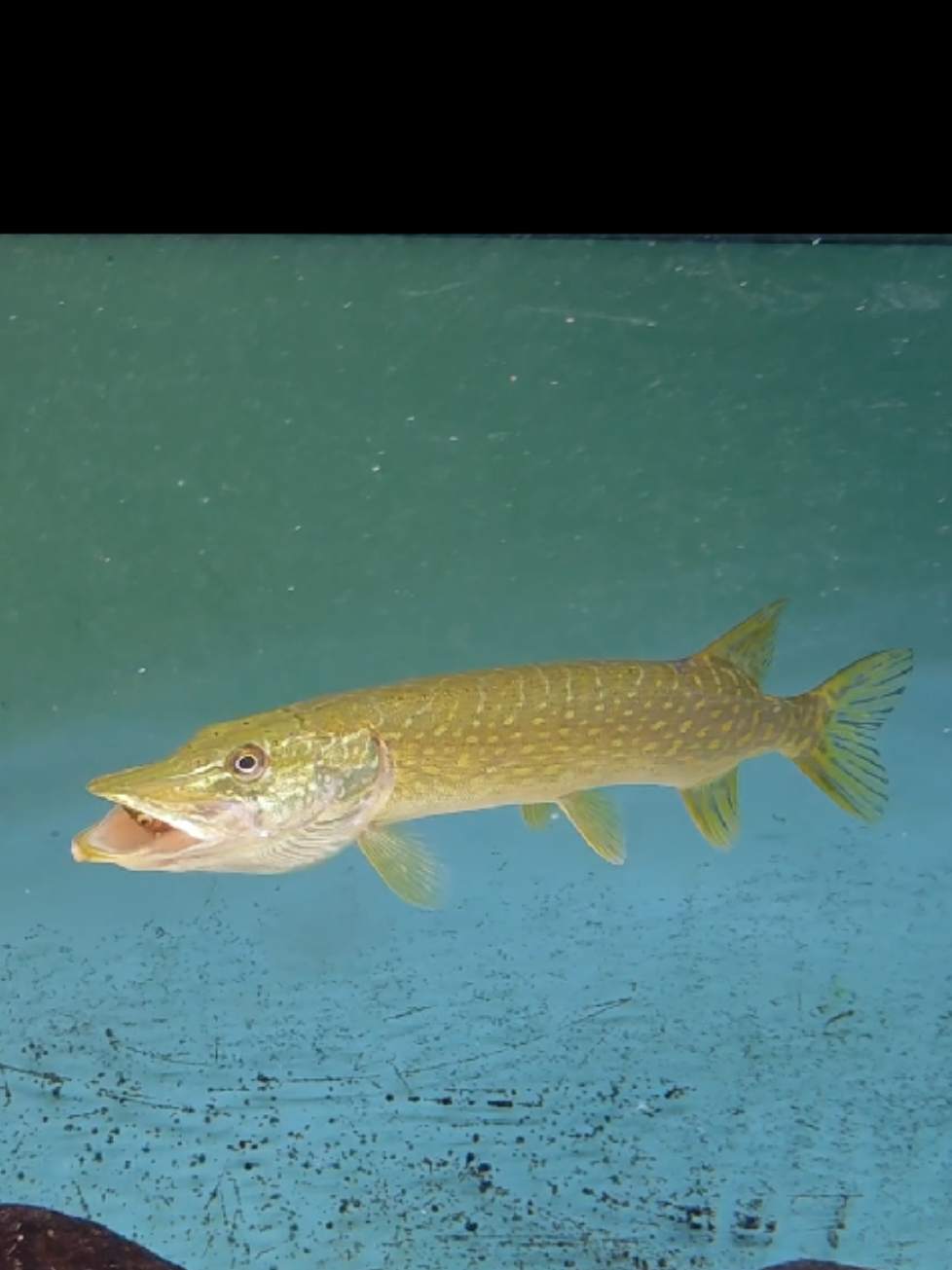 @predatoryfishtank