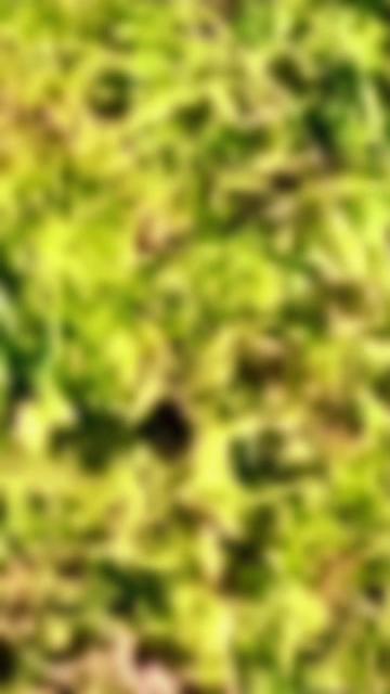 @🌳balijakpkohistan55055🌳