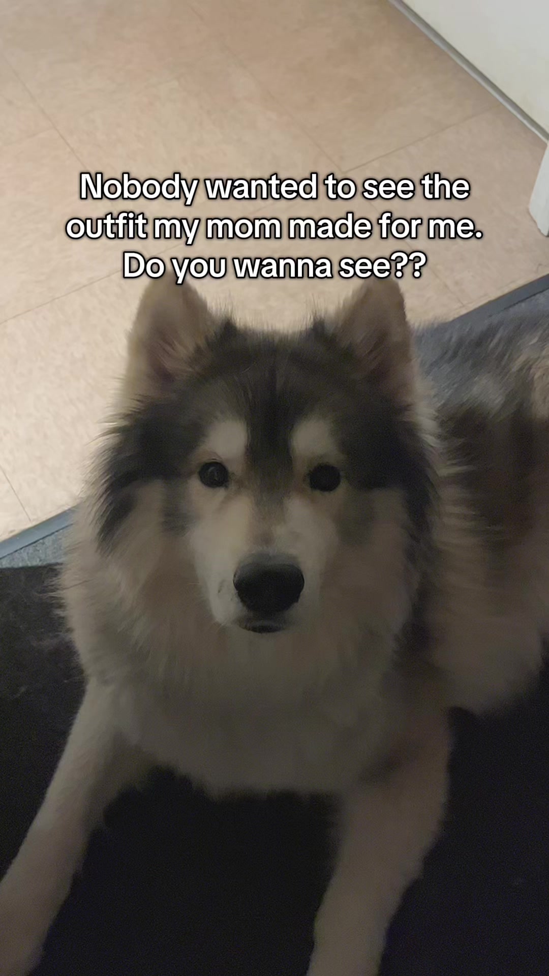 @Echo The Husky
