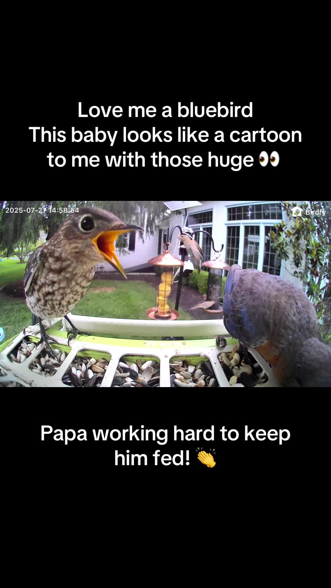 @geniebear&rsquo;s backyard birds