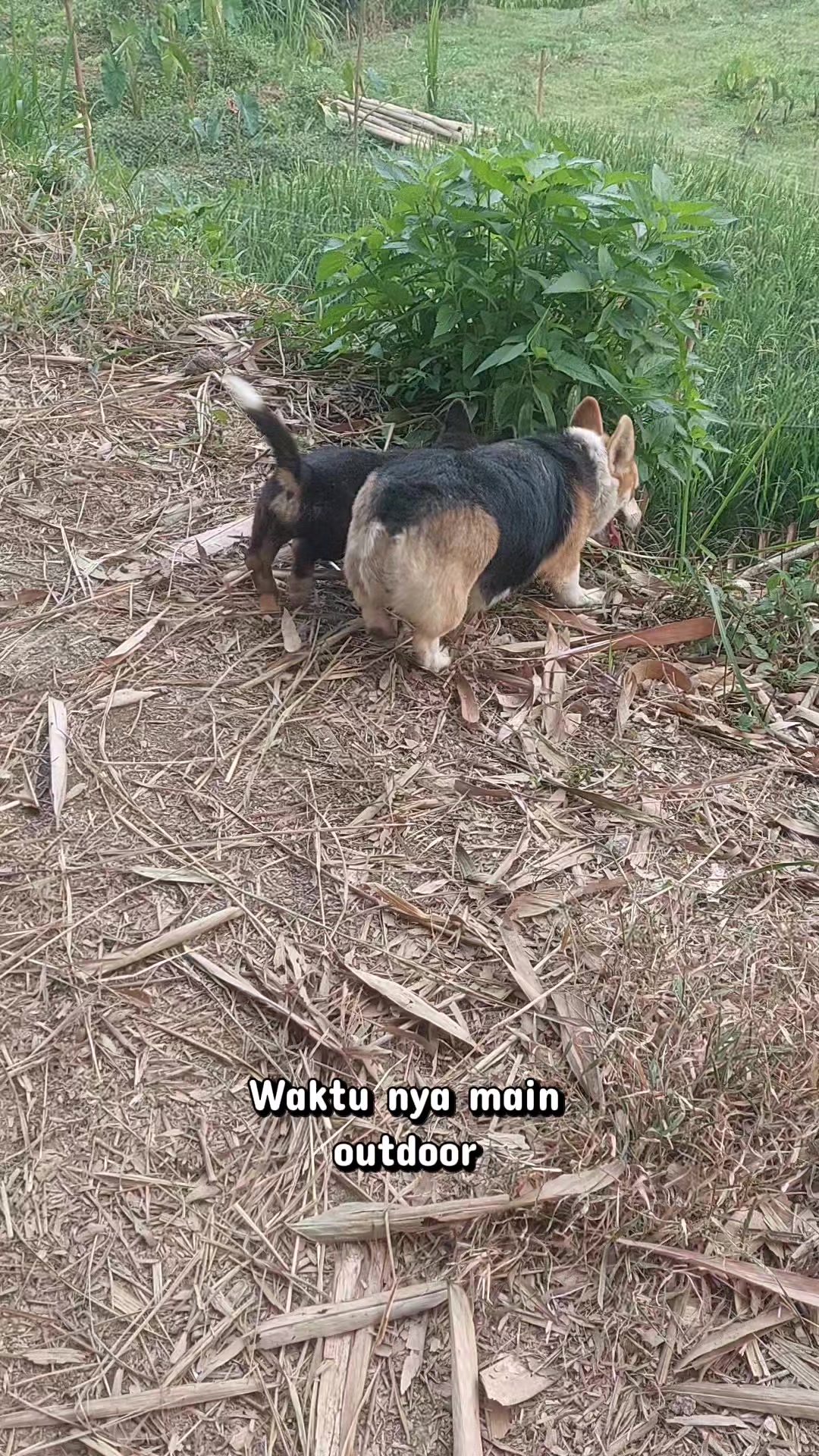 @Cileunyi Rabbit