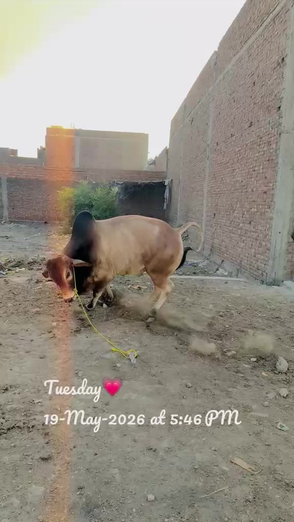 @Zidi M@lik 333