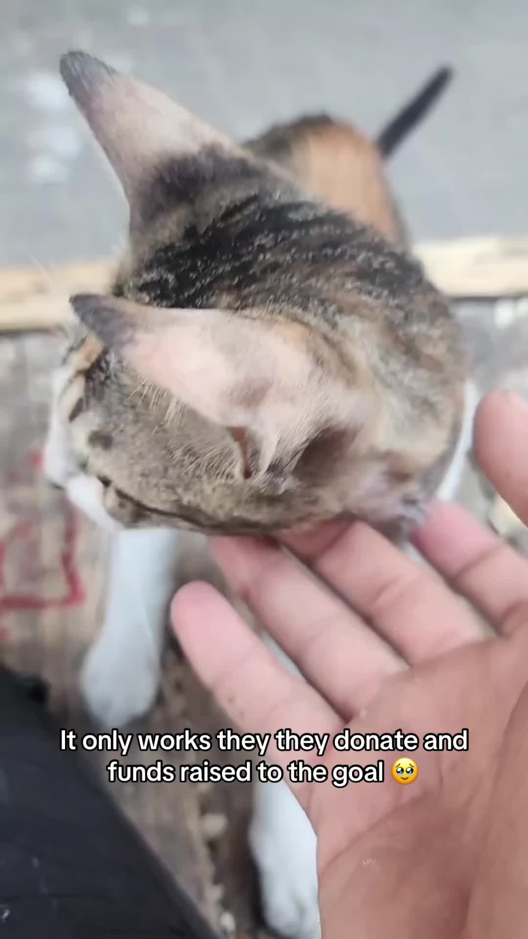 @Gaza Animal Rescue