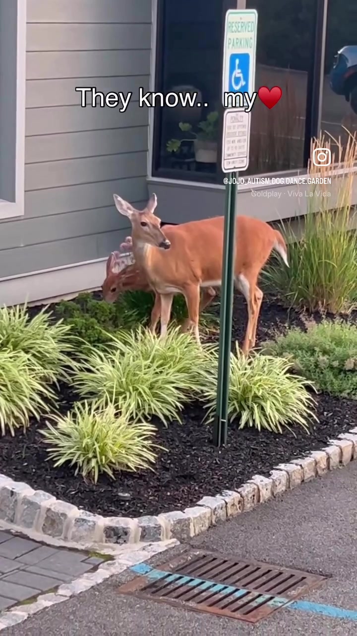 @jojo♥️autism💚garden💙dogmom