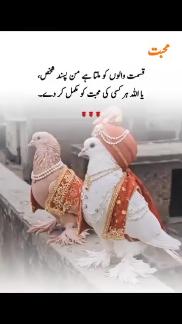 @ranja g 502