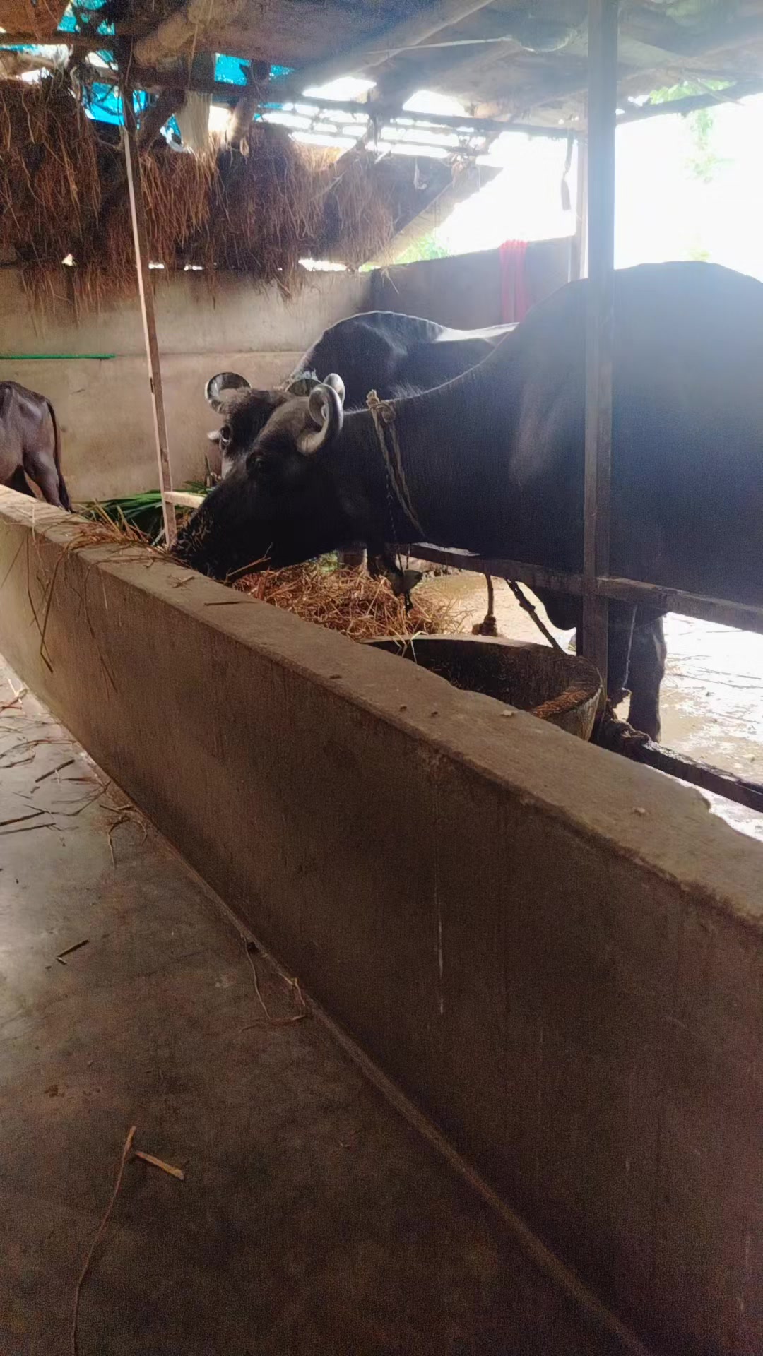 @prem kunwar.