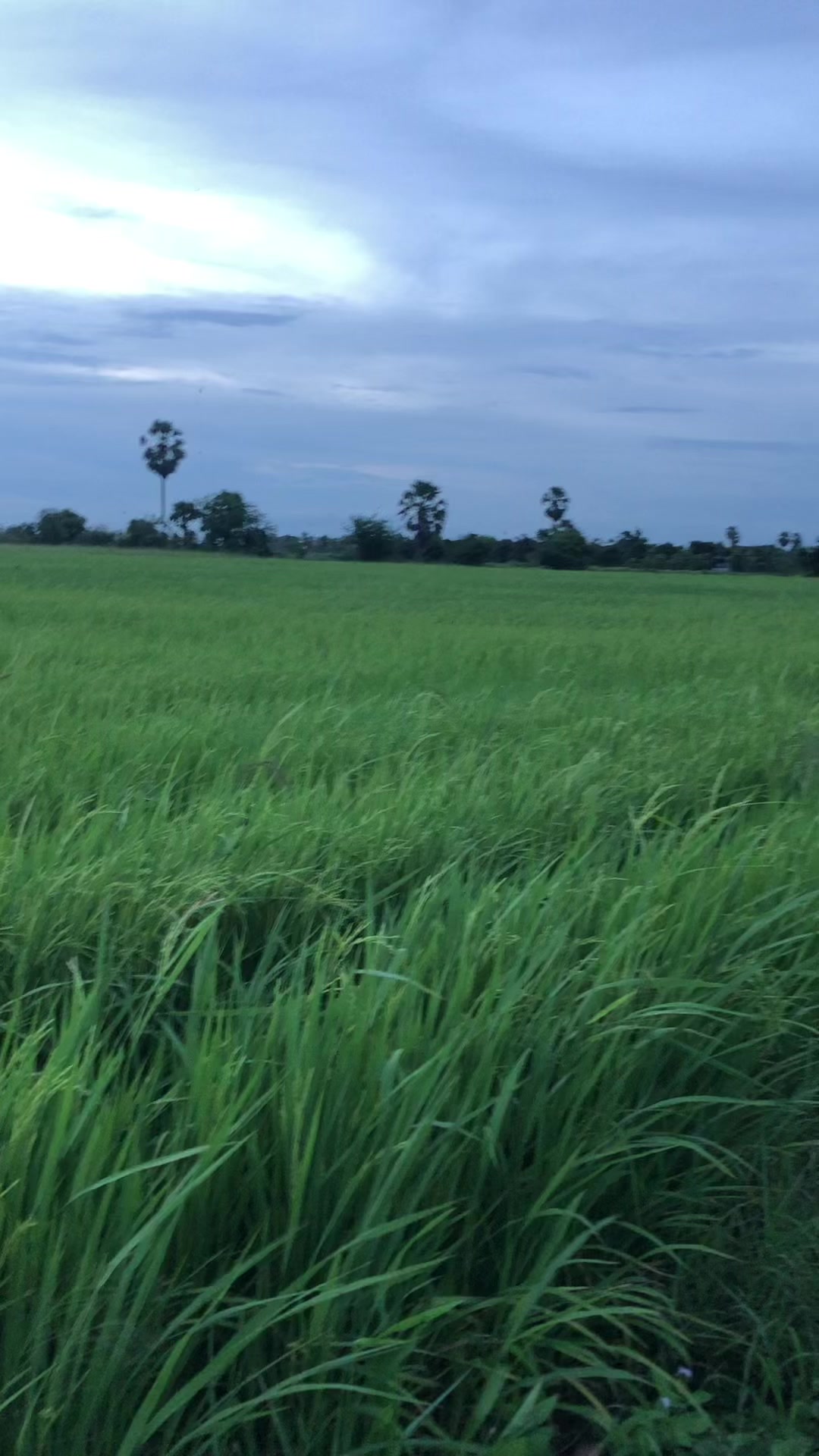 @តៃកុង វ័យក្មេង🌾🚜