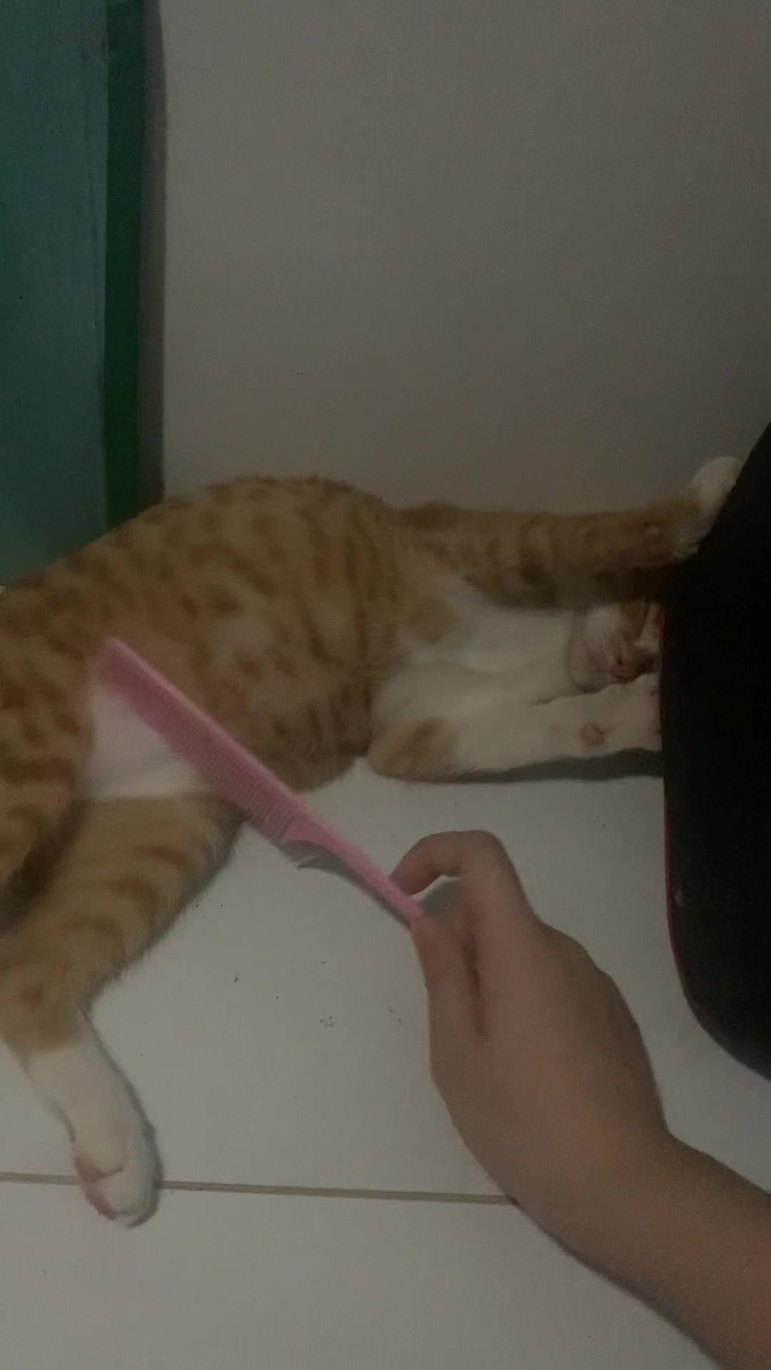 @Trú mèo tên mimi