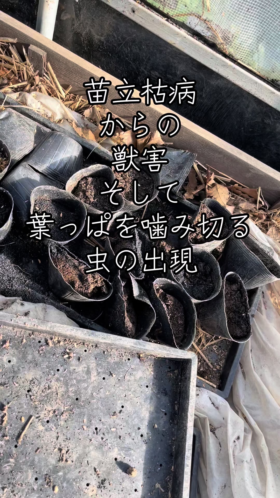 @美味しいトマトの研究所🍅🦌