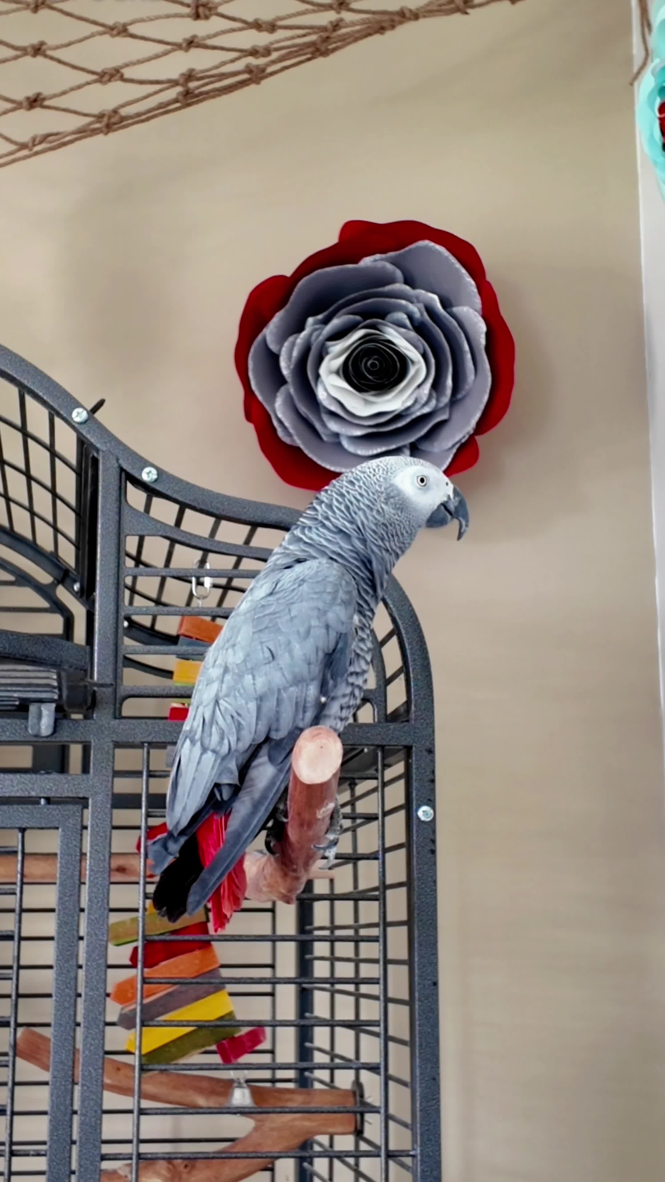 @Gizmo The Grey Bird