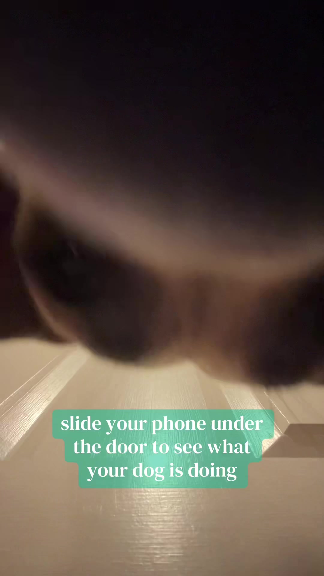 @i blame tiktok