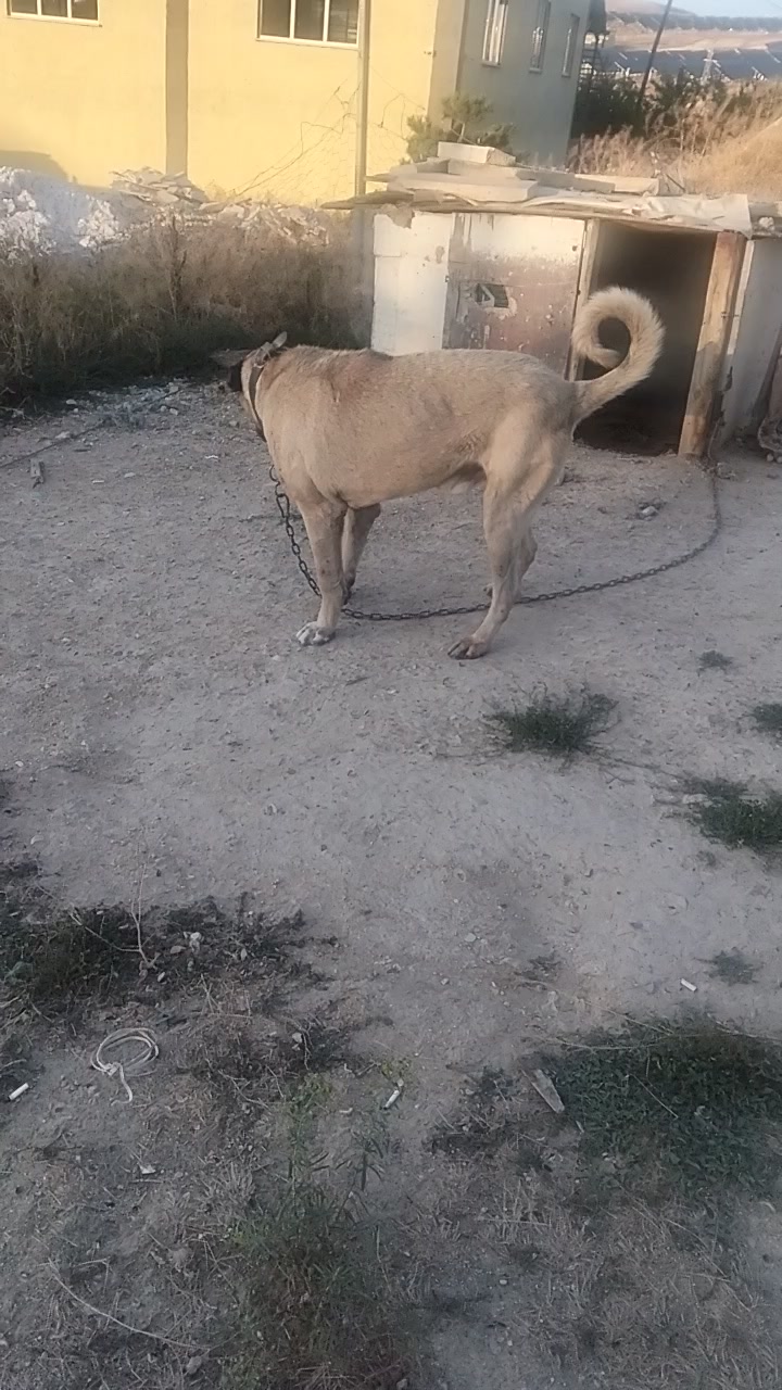 @Usta Ömer