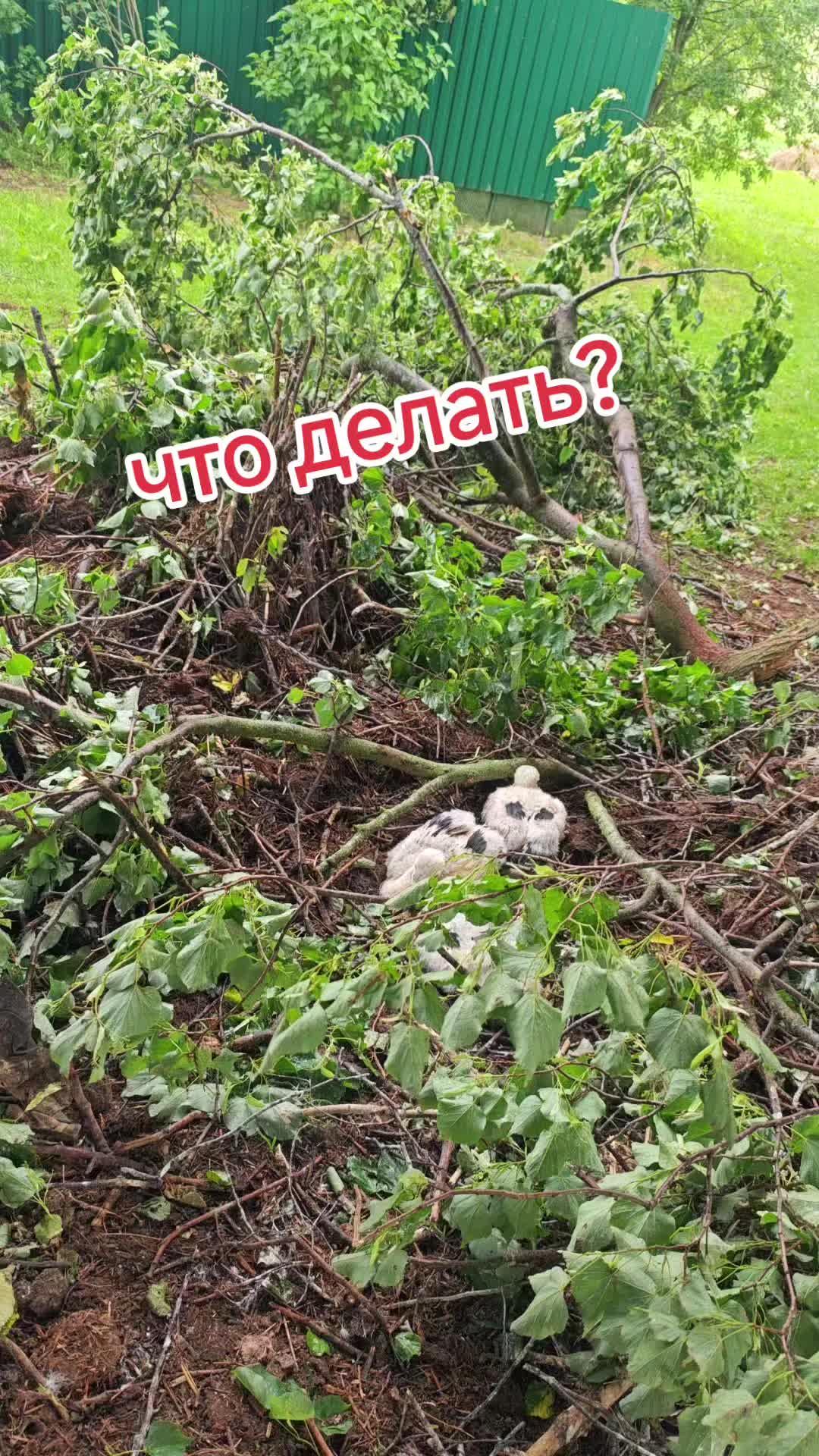 @Картофель Могилёв