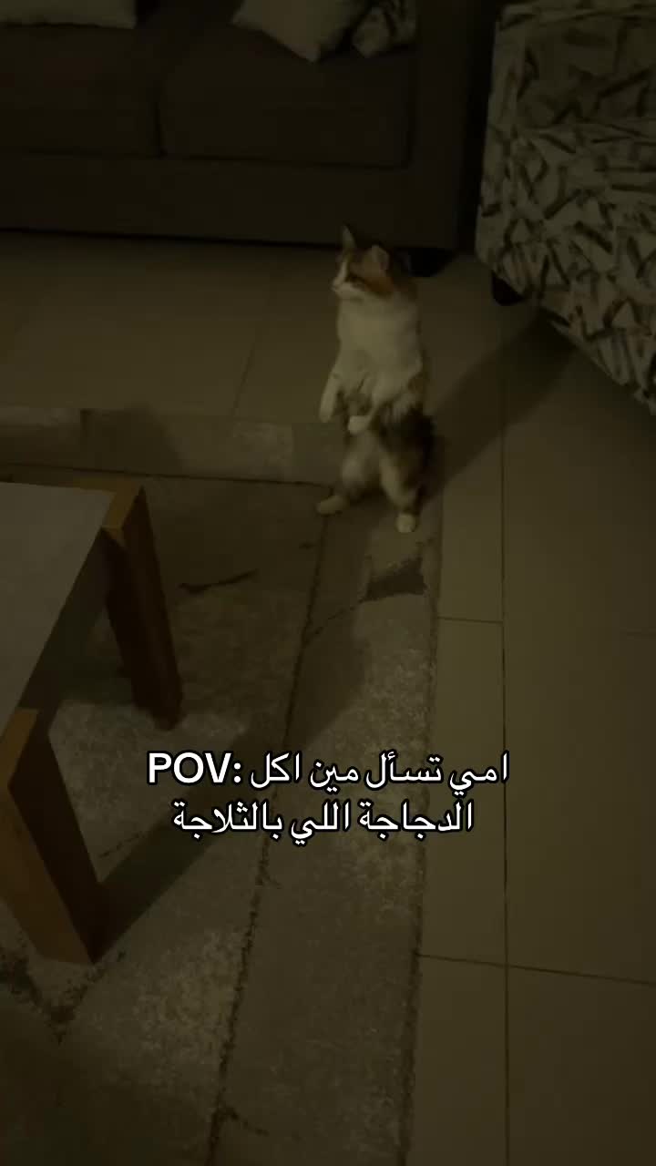 @Yunameow7