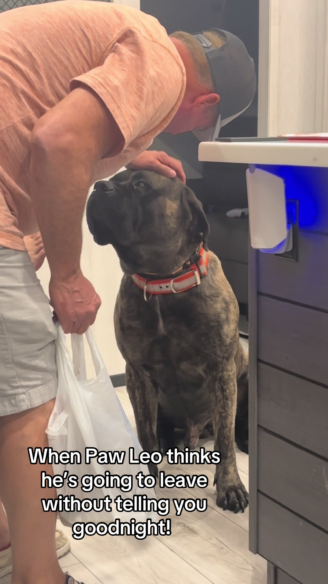 @HULK the mastiff